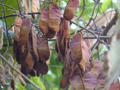 Spatholobus parviflorus