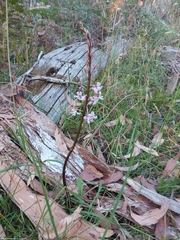 Dipodium pardalinum