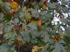 Spatholobus parviflorus