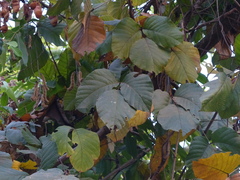 Spatholobus parviflorus