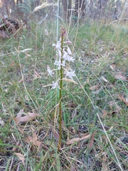 Dipodium pardalinum