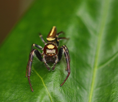 Opisthoncus quadratarius