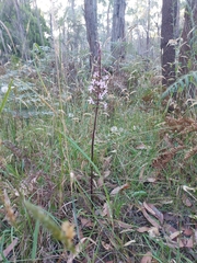 Dipodium pardalinum