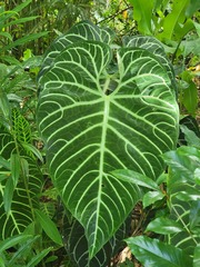 Anthurium regale