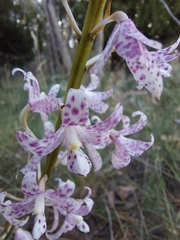 Dipodium pardalinum