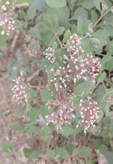 Salpianthus arenarius