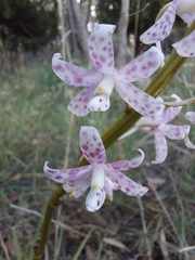 Dipodium pardalinum