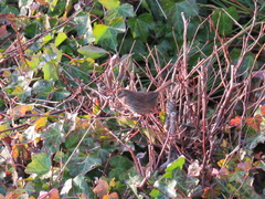 Melospiza melodia morphna