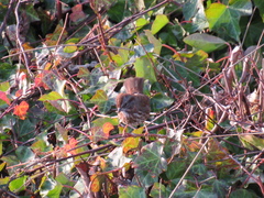 Melospiza melodia morphna