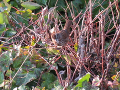 Melospiza melodia morphna