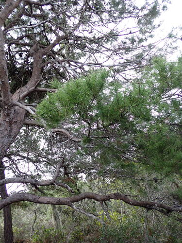 Sand pine (Pinus clausa)