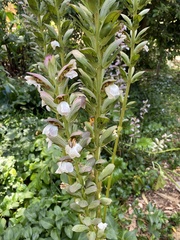 Acanthus