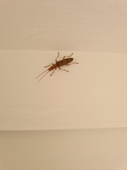 Parisopalpus nigronotatus