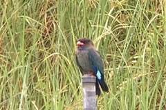 Eurystomus orientalis pacificus