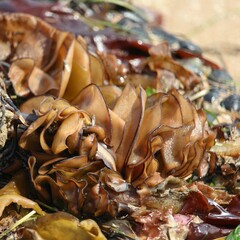 Undaria pinnatifida
