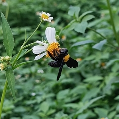 Xylocopa aestuans