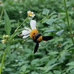 Xylocopa aestuans