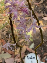 Dipodium pardalinum