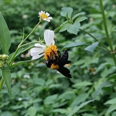 Xylocopa aestuans