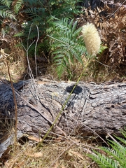 Ptilotus macrocephalus