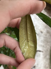 Cameraria tildeni