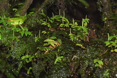 Hymenophyllaceae
