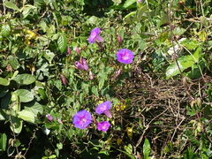 Ipomoea orizabensis austromexicana