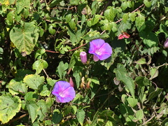 Ipomoea orizabensis austromexicana