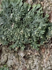 Phaeophyscia pusilloides