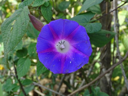 Image of Ipomoea orizabensis by (c) Alexis López Hernández, some rights reserved (CC BY)