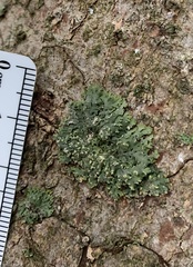 Phaeophyscia pusilloides