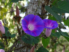 Ipomoea orizabensis austromexicana