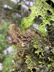 Lobaria anthraspis