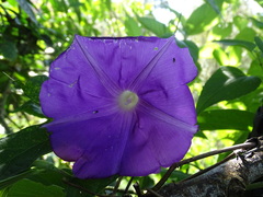 Ipomoea silvicola