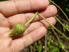Ipomoea silvicola