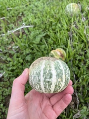 Cucurbita palmata