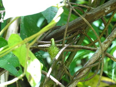 Ipomoea silvicola