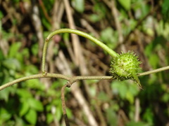 Ipomoea silvicola
