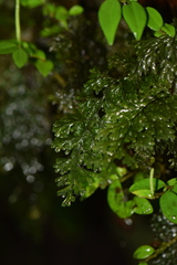Hymenophyllaceae