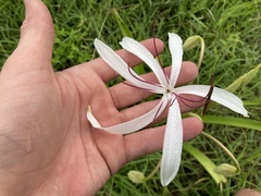 Crinum pedunculatum