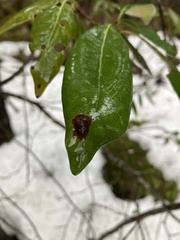 Dryocosmus juliae