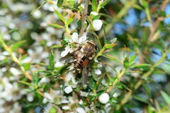 Scaptia maculiventris