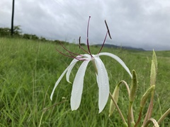 Crinum pedunculatum