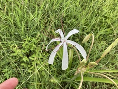 Crinum pedunculatum
