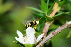 Hylaeus euxanthus