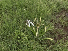 Crinum pedunculatum