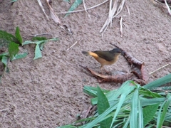 Myiothlypis fulvicauda