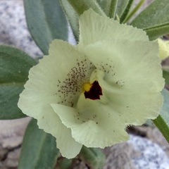 Mohavea confertiflora
