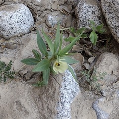 Mohavea confertiflora