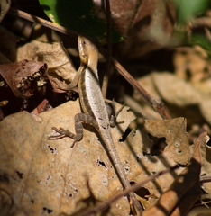 Sceloporus squamosus